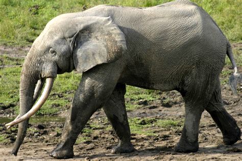 African Elephant Netbet