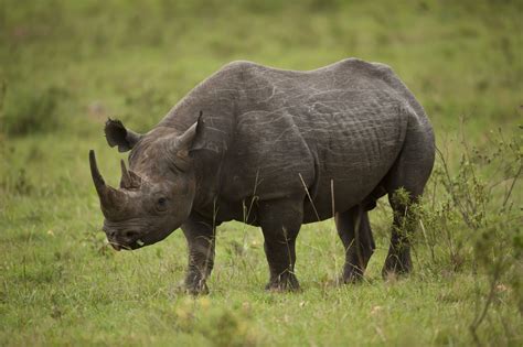 African Rhino Brabet