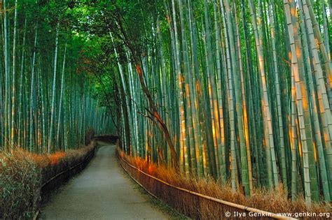 Bamboo Grove Leovegas