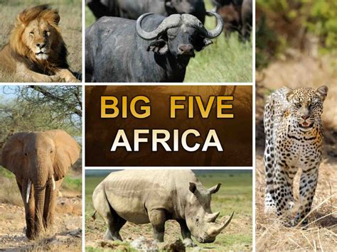 Big 5 Africa Parimatch