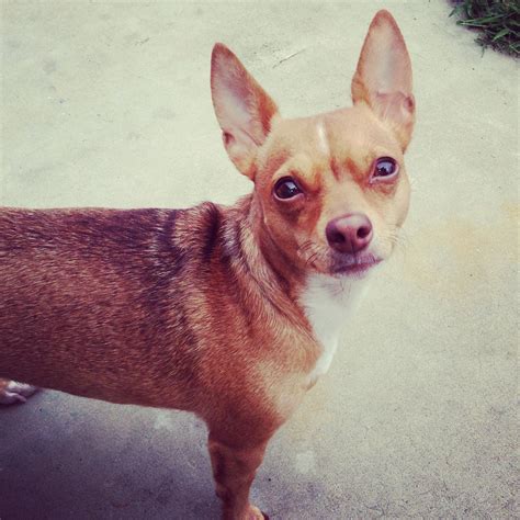 Black Jack Russell Mistura Chihuahua