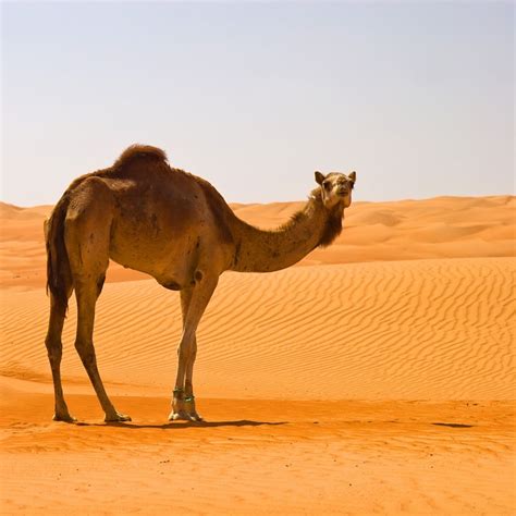 Desert Camel Parimatch