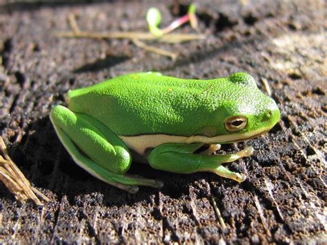 Green Frog Betfair