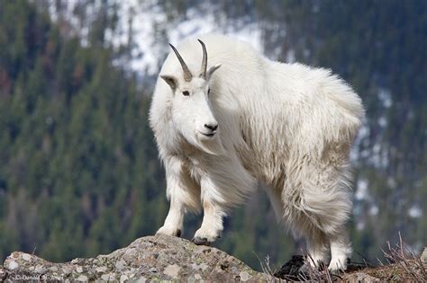 Harlem Roleta Cabras Da Montanha