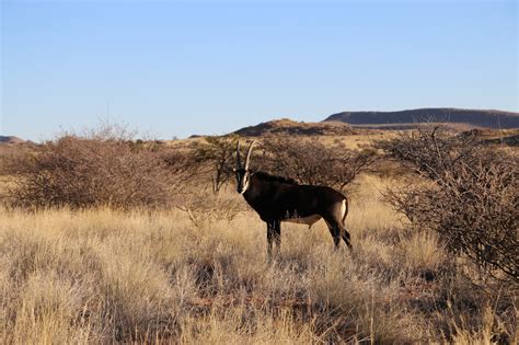 Kalahari Safari Bet365