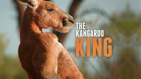 Kangaroo King Bodog