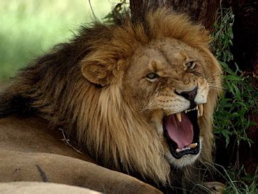 Lion S Roar Betfair