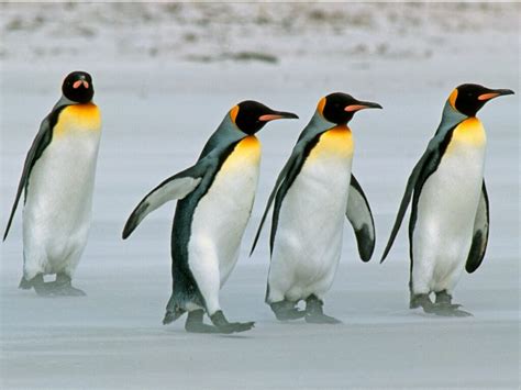 Os Pinguins De Casino