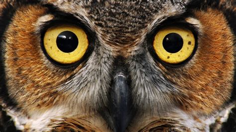 Owl Eyes Nova Parimatch