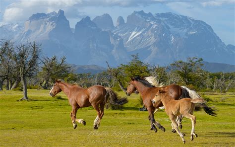 Patagonia Wild Betano