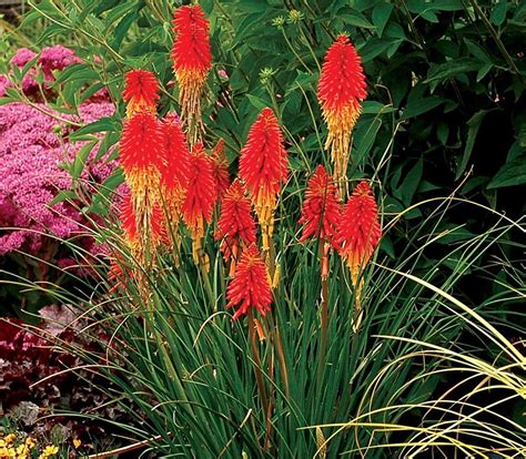 Red Hot Poker Planta Australia