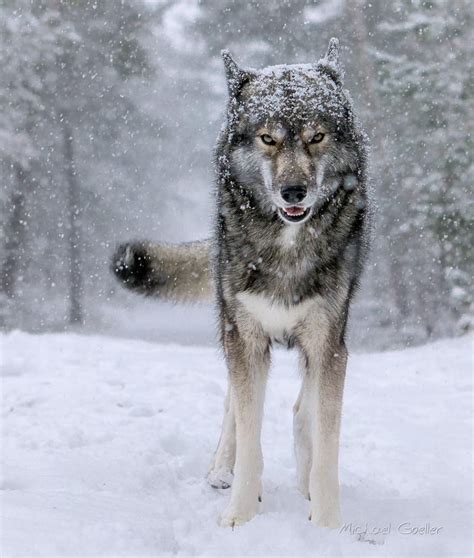 Siberian Wolf Betsson