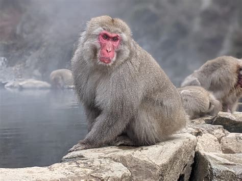 Snow Monkeys Brabet