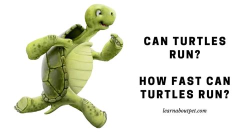 Turtle Run Brabet