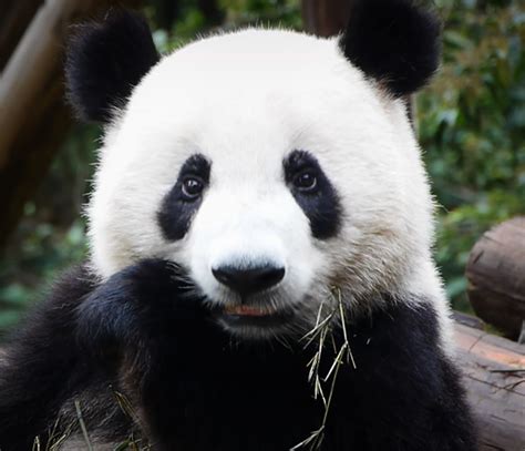 Untamed Giant Panda Brabet