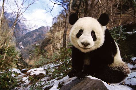 Wild Panda Novibet