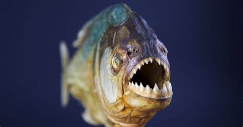 Wild Piranha Netbet